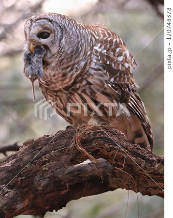 Barred Owl standing on a tree branch in the forest holding and eating his prey, Quebec, Canada 120748378