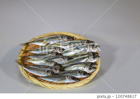 新鮮な小鯵 120748617