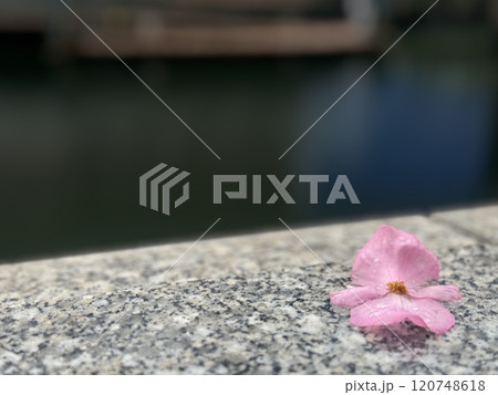 水辺の、花びらが散っている風景/The flowers 水辺の、花びらが散っている風景/The flowers 120748618