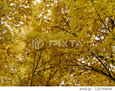 黄色く変化するサンゴカクモミジ 120748690