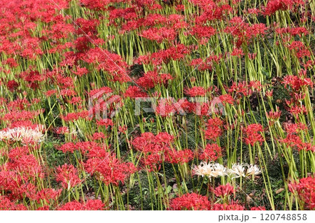 権現堂堤を真っ赤に染めるヒガンバナの花 権現堂堤を真っ赤に染めるヒガンバナの花 120748858