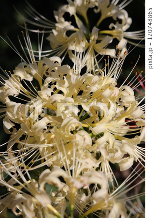 クローズアップ撮影した白いヒガンバナ クローズアップ撮影した白いヒガンバナ 120748865