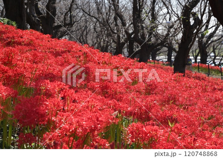 権現堂堤を真っ赤に染めるヒガンバナの花 権現堂堤を真っ赤に染めるヒガンバナの花 120748868