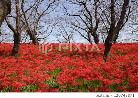 権現堂堤を真っ赤に染めるヒガンバナの花 権現堂堤を真っ赤に染めるヒガンバナの花 120748871