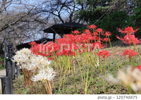 権現堂堤を真っ赤に染めるヒガンバナの花 120748875