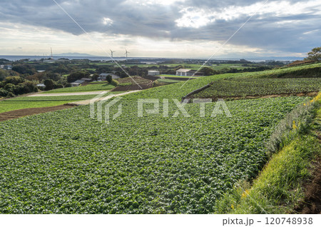 三浦市の緑広がる大根畑 120748938