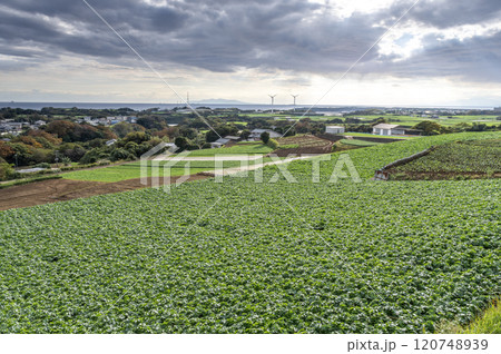 三浦市の緑広がる大根畑 120748939