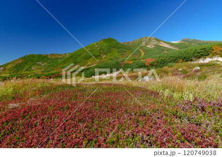 大雪山旭岳登山 裾合平のチングルマ　紅葉の日本百名山　北海道の絶景 120749038