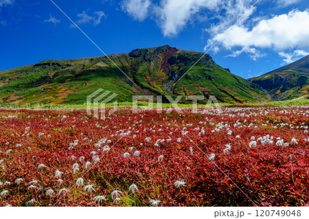 大雪山旭岳登山 裾合平のチングルマ 紅葉の日本百名山 北海道の絶景 大雪山旭岳登山 裾合平のチングルマ 紅葉の日本百名山 北海道の絶景 120749048