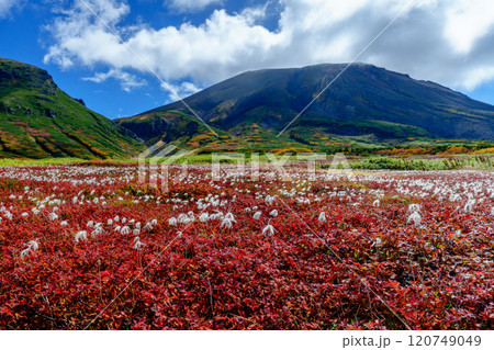 大雪山旭岳登山 裾合平のチングルマ　紅葉の日本百名山　北海道の絶景 120749049