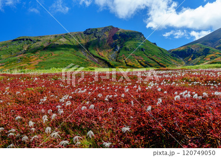大雪山旭岳登山 裾合平のチングルマ　紅葉の日本百名山　北海道の絶景 120749050