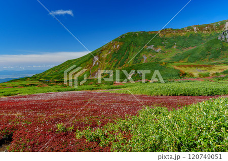大雪山旭岳登山 裾合平のチングルマ　紅葉の日本百名山　北海道の絶景 120749051