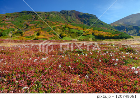 大雪山旭岳登山 裾合平のチングルマ　紅葉の日本百名山　北海道の絶景 120749061
