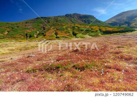 大雪山旭岳登山 裾合平のチングルマ 紅葉の日本百名山 北海道の絶景 大雪山旭岳登山 裾合平のチングルマ 紅葉の日本百名山 北海道の絶景 120749062