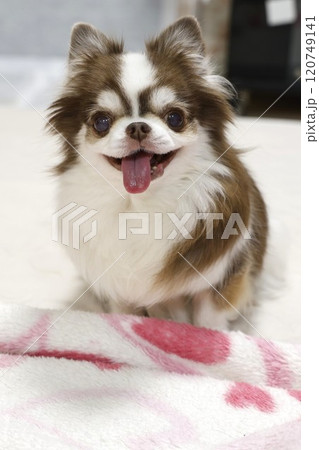 笑顔がかわいいチワワ 笑顔がかわいいチワワ 120749141