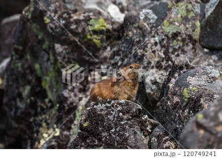 エゾナキウサギ 北海道の癒される可愛い動物 エゾナキウサギ 北海道の癒される可愛い動物 120749241