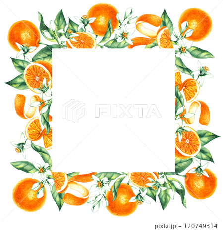 Watercolor orange tropical fruit hand drawn Watercolor orange tropical fruit hand drawn 120749314
