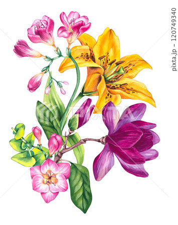 Floral illustration with freesia magnolia and lily 120749340