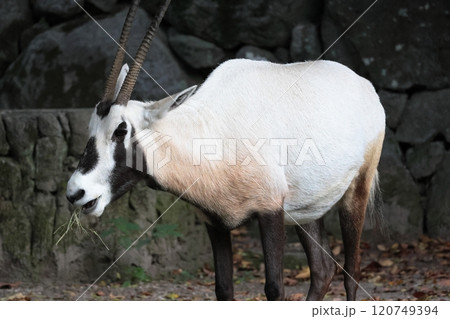 アラビアオリックス 120749394