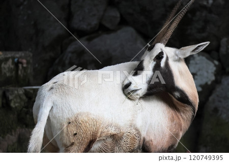 アラビアオリックス 120749395