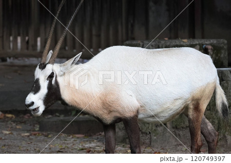 アラビアオリックス アラビアオリックス 120749397