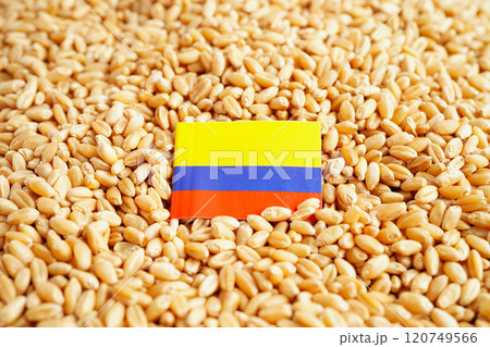 Colombia flag on grain wheat, trade export and economy concept. 120749566