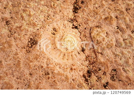 Ammonite fossil imprinted in the rock at Torcal de Antequera 120749569
