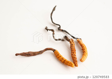 Cordyceps sinensis or Ophiocordyceps sinensis isolated on white background, mushroom herb treatment medicine. Cordyceps sinensis or Ophiocordyceps sinensis isolated on white background, mushroom herb treatment medicine. 120749583