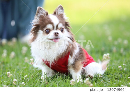 可愛くてフォトジェニックなチワワ 120749664