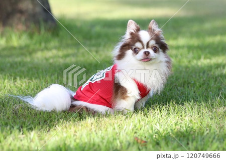 可愛くてフォトジェニックなチワワ 120749666