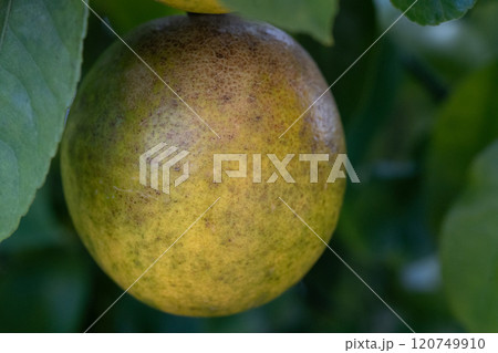 ミカンサビダニ被害にあったレモン 120749910