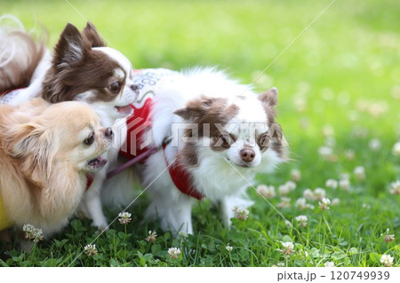 他の犬に攻め寄られて、謝っているチワワ 120749939