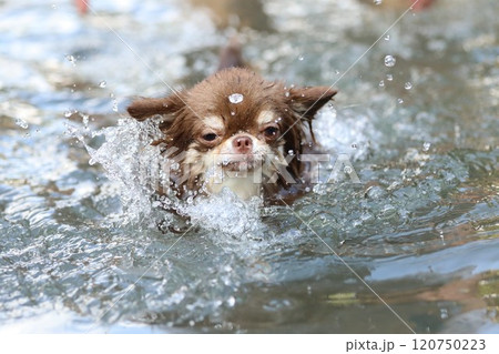 真面目な顔で泳ぐチワワ 真面目な顔で泳ぐチワワ 120750223
