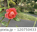 薔薇 120750433