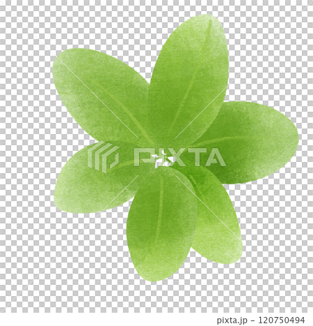 green leaves  120750494