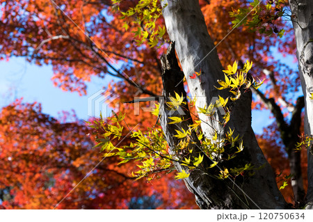 2024.11呉羽山紅葉 120750634