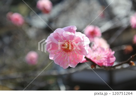 梅、花、紅梅、早春、春 梅、花、紅梅、早春、春 120751264