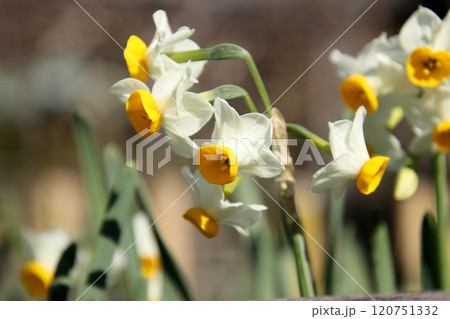 冬に咲く水仙の白い花 120751332