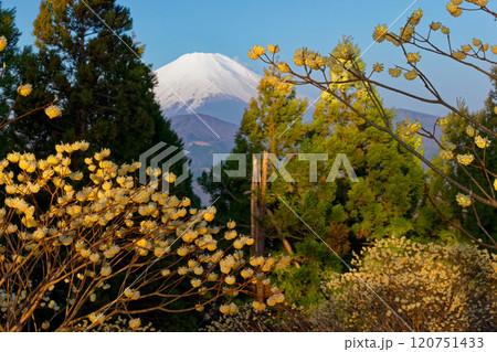 早朝の丹沢・ミツバ岳のミツマタ群落と富士山 120751433