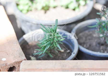 rosemary plant , Salvia rosmarinus Spenn or Rosmarinus officinalis L or Lamiaceae rosemary plant , Salvia rosmarinus Spenn or Rosmarinus officinalis L or Lamiaceae 120751562