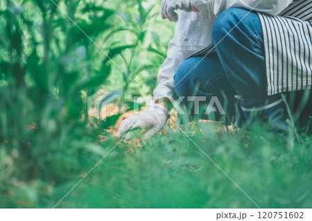 畑仕事 畑仕事 120751602