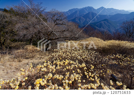 西丹沢・浅瀬権現山稜線のミツマタ群落と檜洞丸方面の山並み 120751633