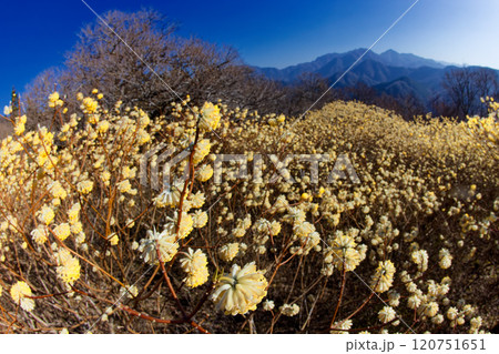 西丹沢・浅瀬権現山稜線のミツマタ群落と檜洞丸方面の山並み 120751651