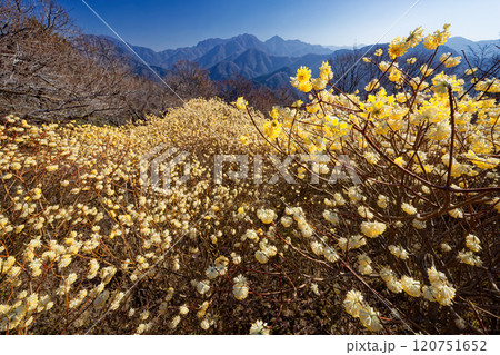 西丹沢・浅瀬権現山稜線のミツマタ群落と檜洞丸方面の山並み 120751652