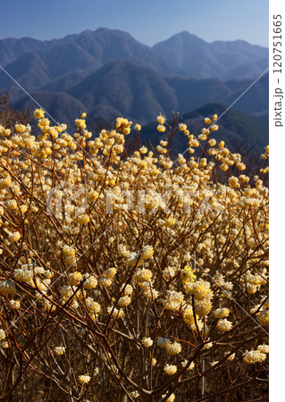 西丹沢・浅瀬権現山稜線のミツマタ群落と檜洞丸方面の山並み 120751665