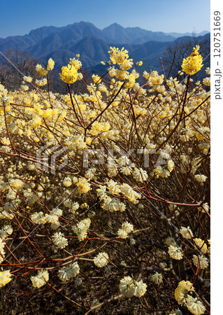 西丹沢・浅瀬権現山稜線のミツマタ群落と檜洞丸方面の山並み 120751669