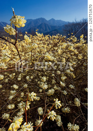 西丹沢・浅瀬権現山稜線のミツマタ群落と檜洞丸方面の山並み 120751670