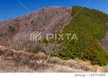 西丹沢・世附権現山とミツマタ群落 120751689