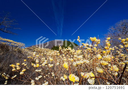 西丹沢・世附権現山とミツマタ群落 120751691