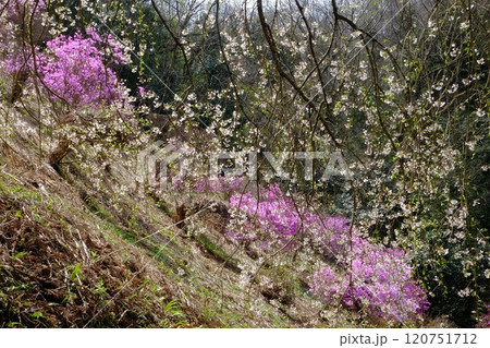 ミツバツツジと枝垂れ桜 【相模原市津久井 4月】 ミツバツツジと枝垂れ桜 【相模原市津久井 4月】 120751712